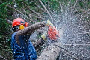 How Do I Claim Workers’ Comp After a Tree Cutting Accident?