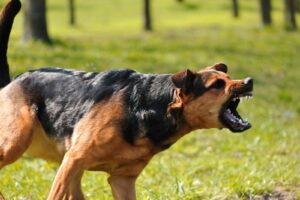 The Dog Days of Summer: Dog Aggression in the Heat