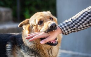 Dog Bite Lawyer