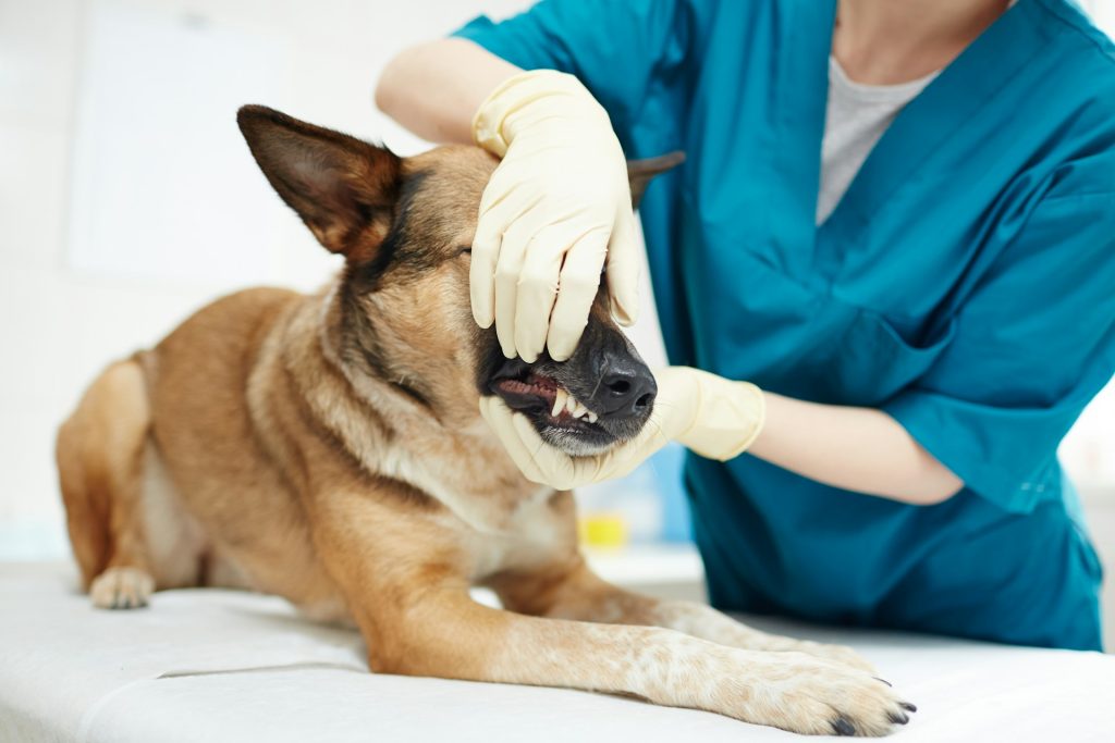 Dog Bite Injuries