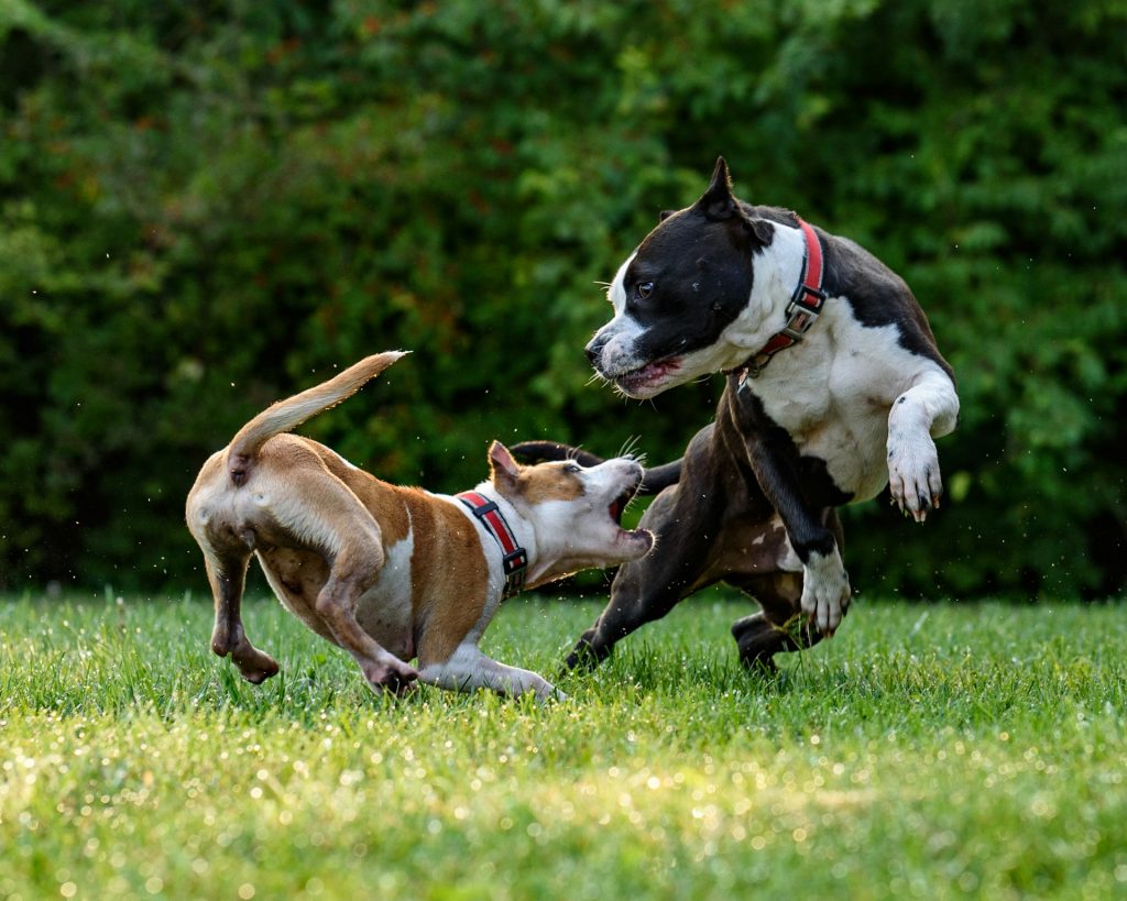 dog bite
