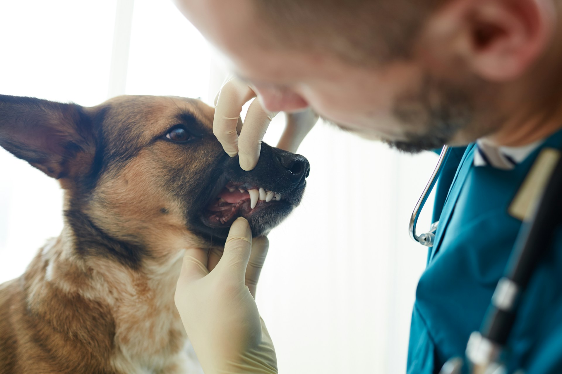 dog bite
