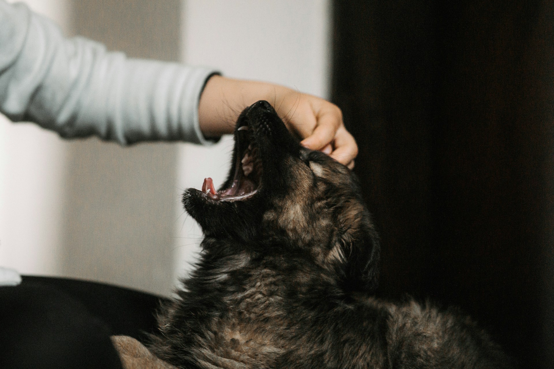 dog bite